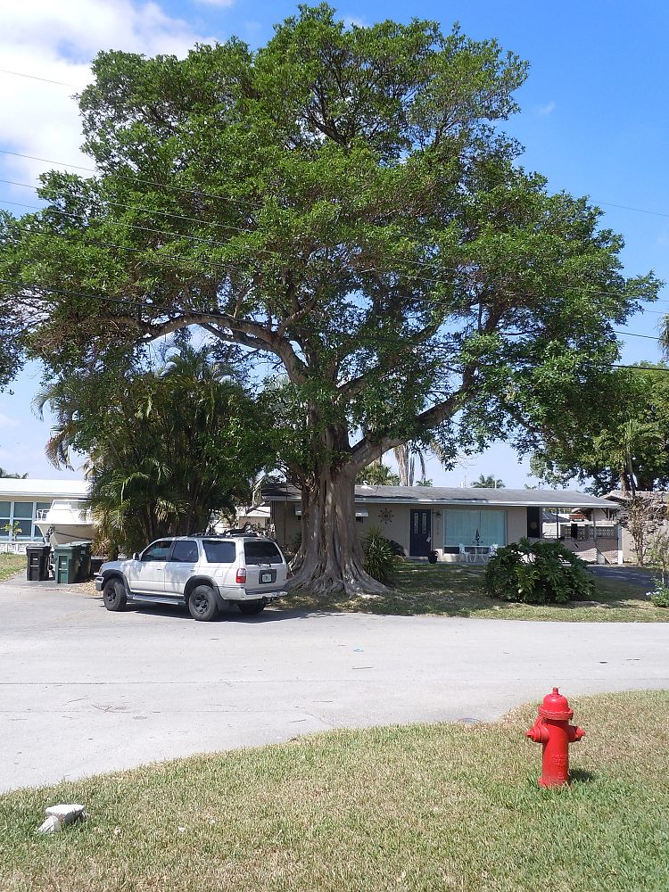 ficus-aurea-strangler-fig