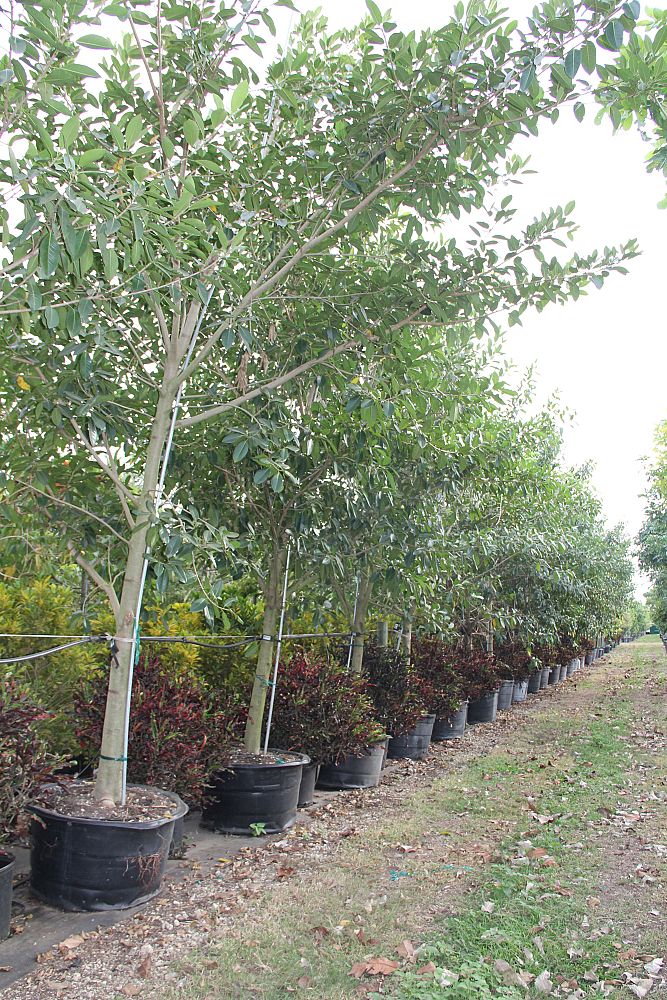 ficus-aurea-strangler-fig