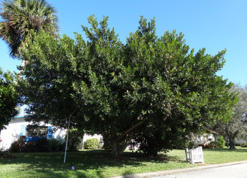 ficus-aurea-strangler-fig