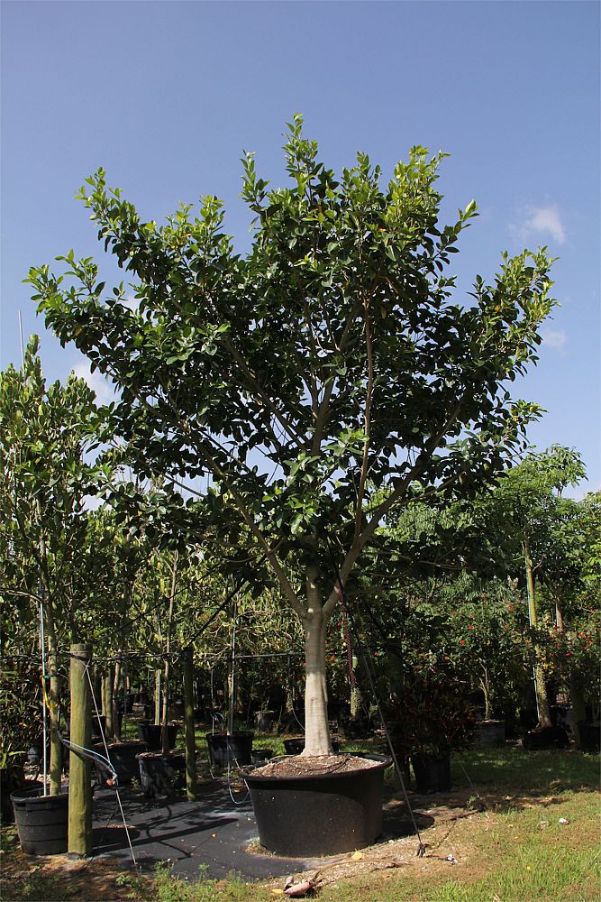 ficus-aurea-strangler-fig