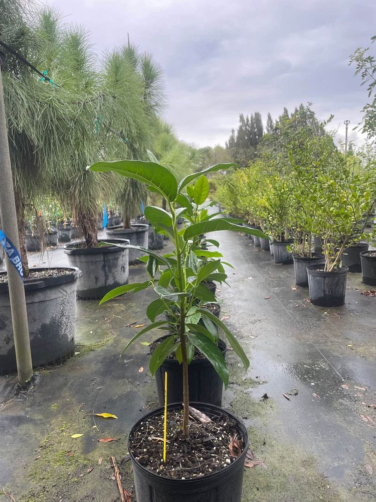 ficus-aurea-strangler-fig
