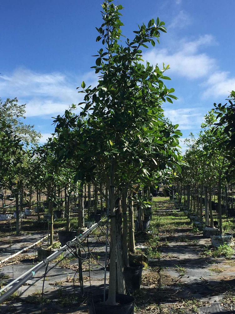 ficus-aurea-strangler-fig