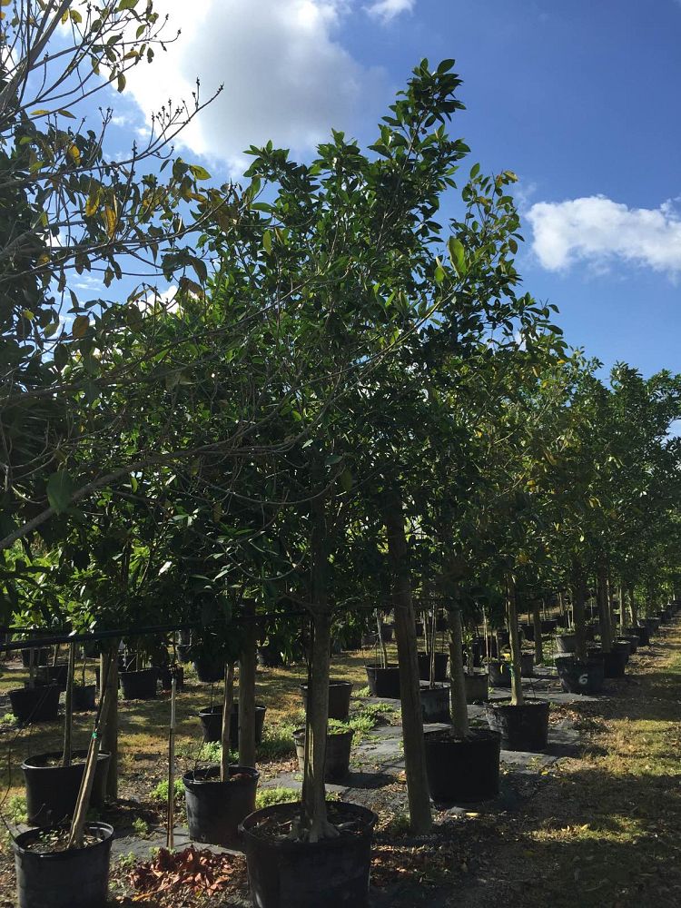 ficus-aurea-strangler-fig