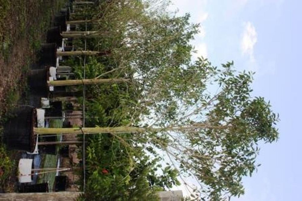 ficus-aurea-strangler-fig