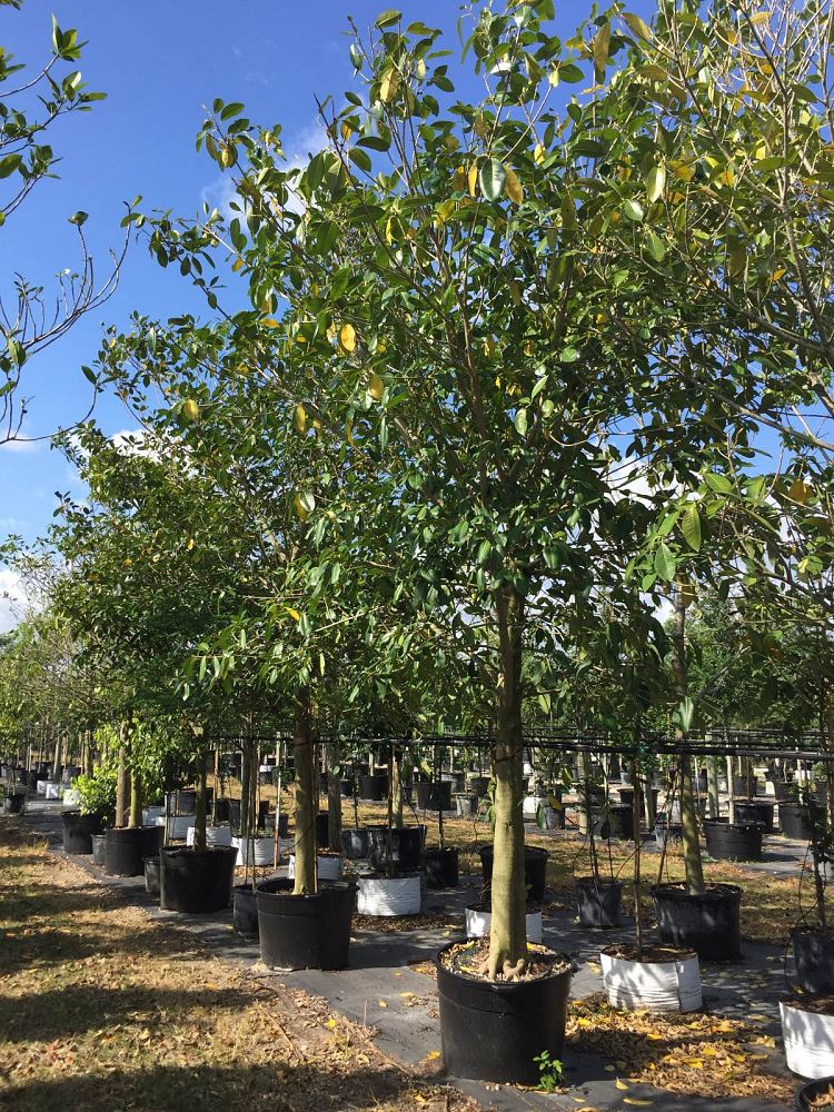 ficus-aurea-strangler-fig