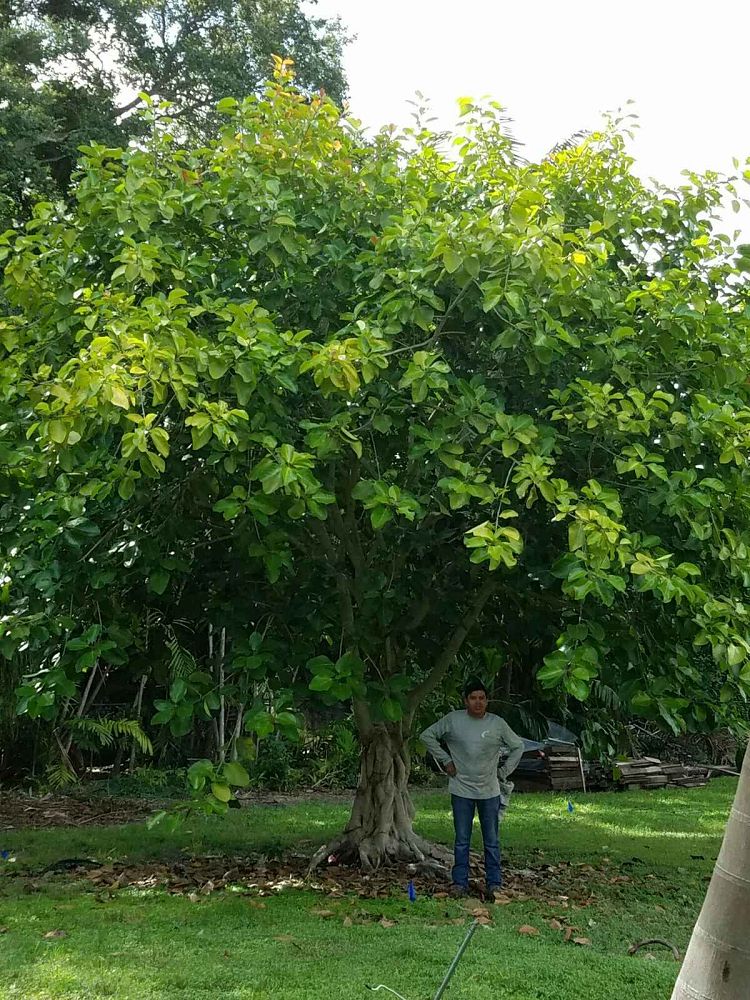 ficus-aurea-strangler-fig