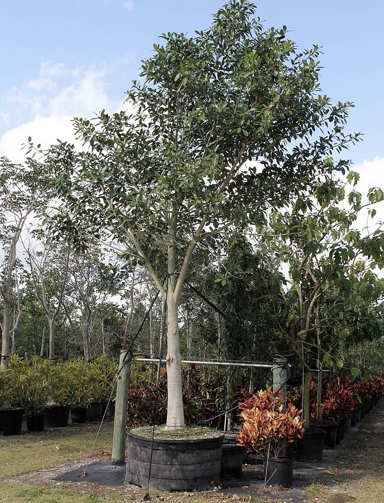 ficus-aurea-strangler-fig