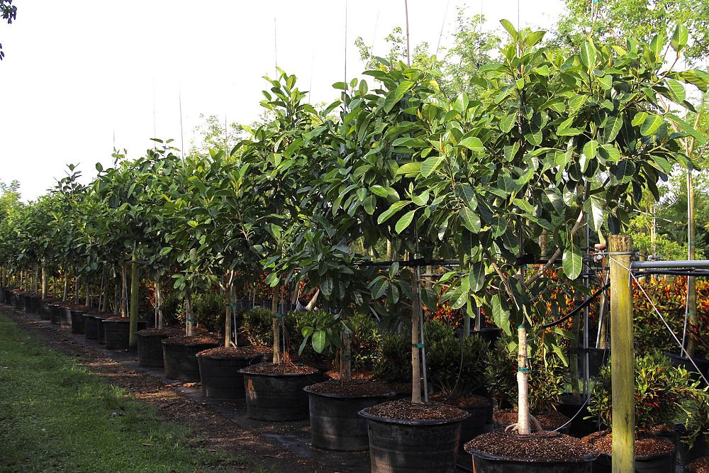 ficus-aurea-strangler-fig