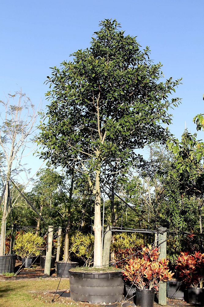 ficus-aurea-strangler-fig
