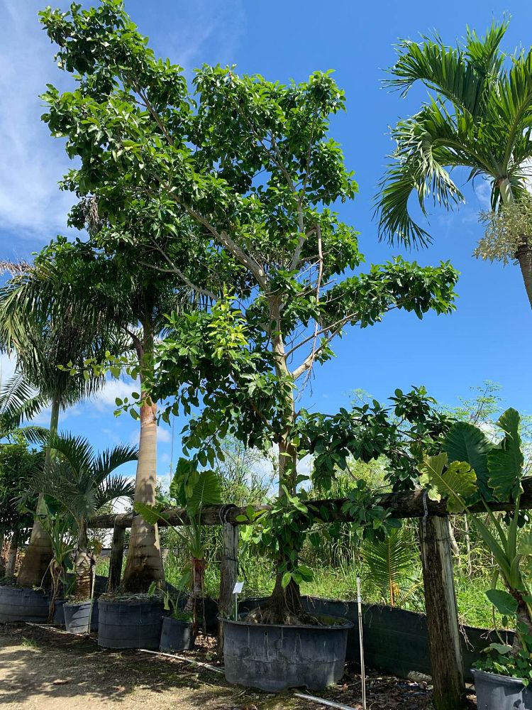 ficus-aurea-strangler-fig