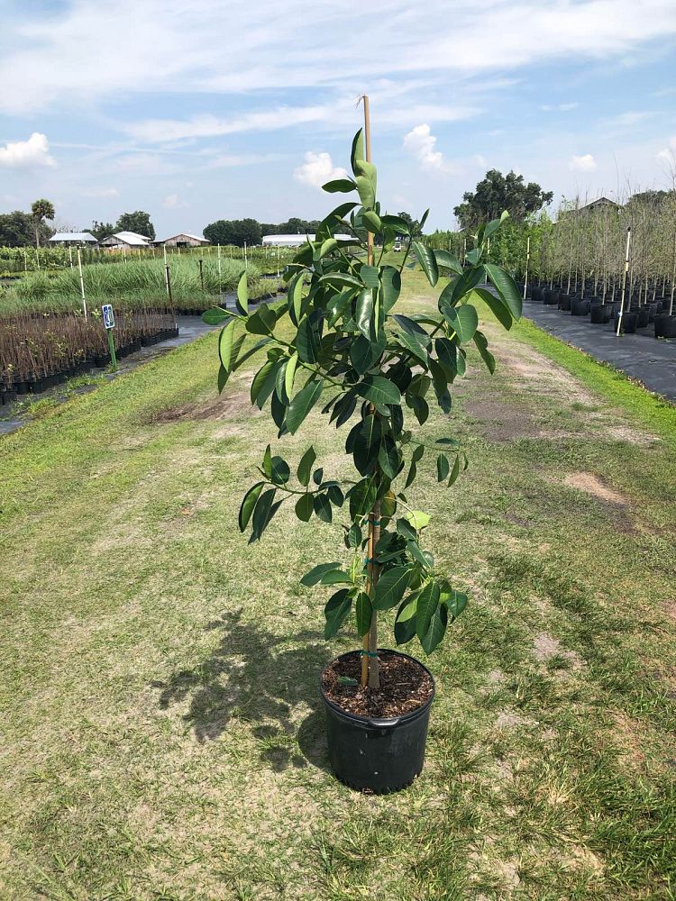 ficus-aurea-strangler-fig