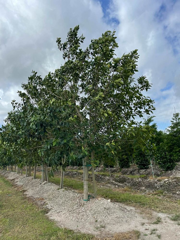 ficus-aurea-strangler-fig
