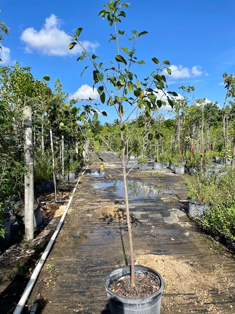 ficus-aurea-strangler-fig
