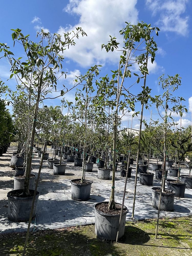 ficus-aurea-strangler-fig