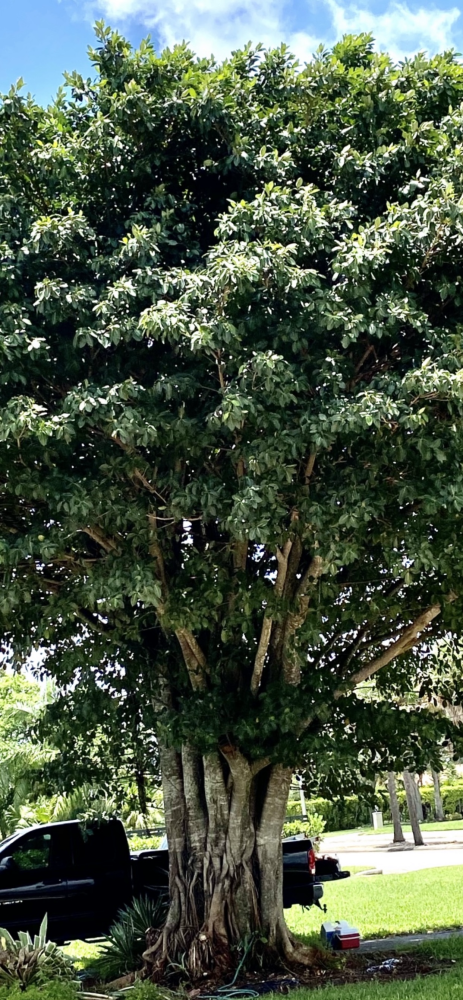 ficus-aurea-strangler-fig