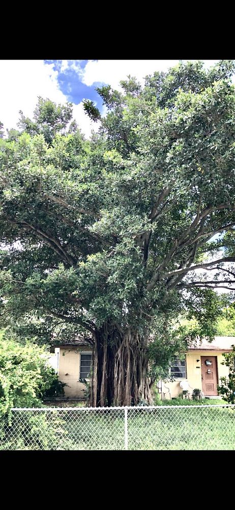 ficus-aurea-strangler-fig