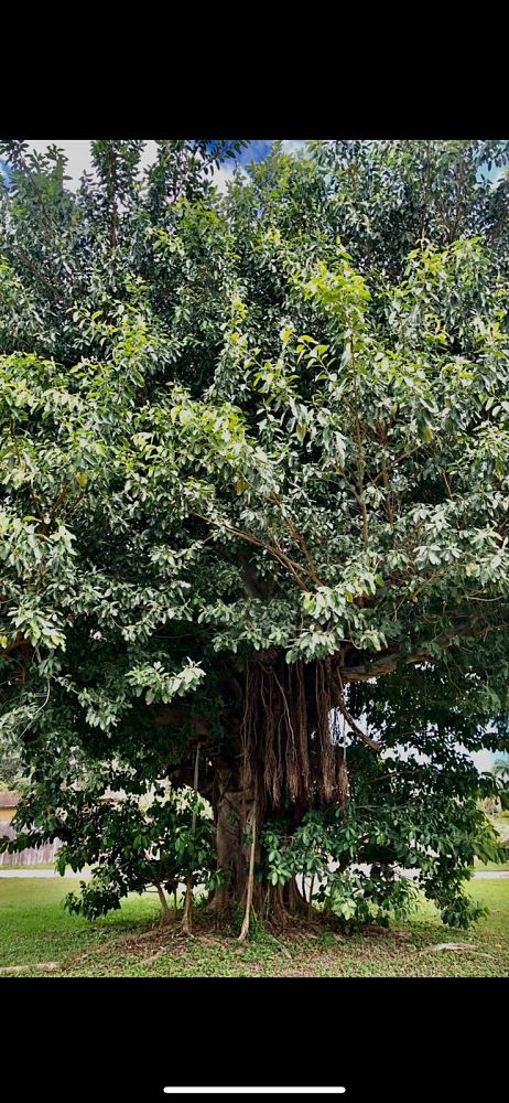 ficus-aurea-strangler-fig