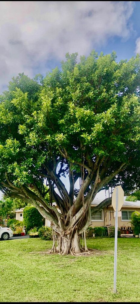 ficus-aurea-strangler-fig