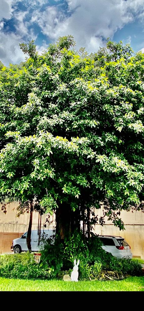 ficus-aurea-strangler-fig