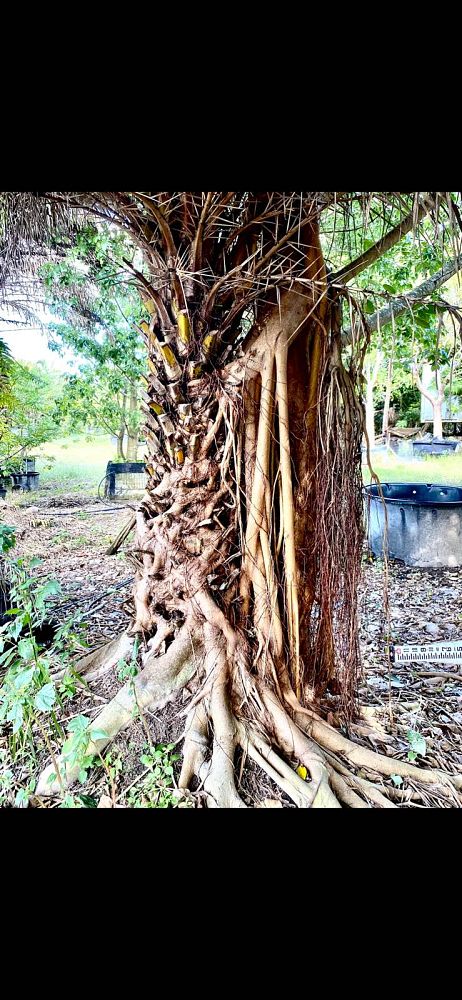 ficus-aurea-strangler-fig