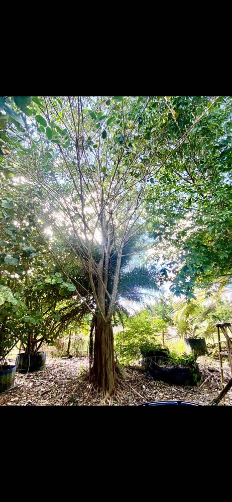 ficus-aurea-strangler-fig