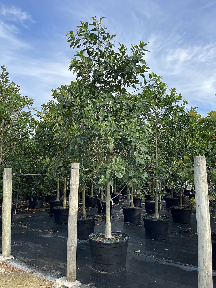 ficus-aurea-strangler-fig