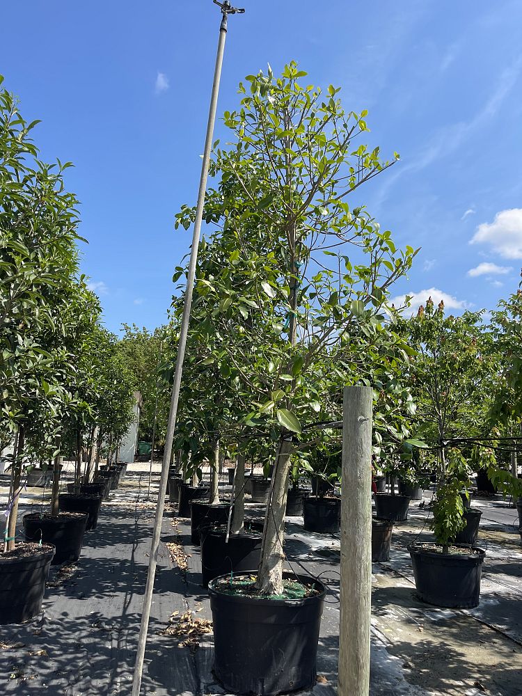 ficus-aurea-strangler-fig