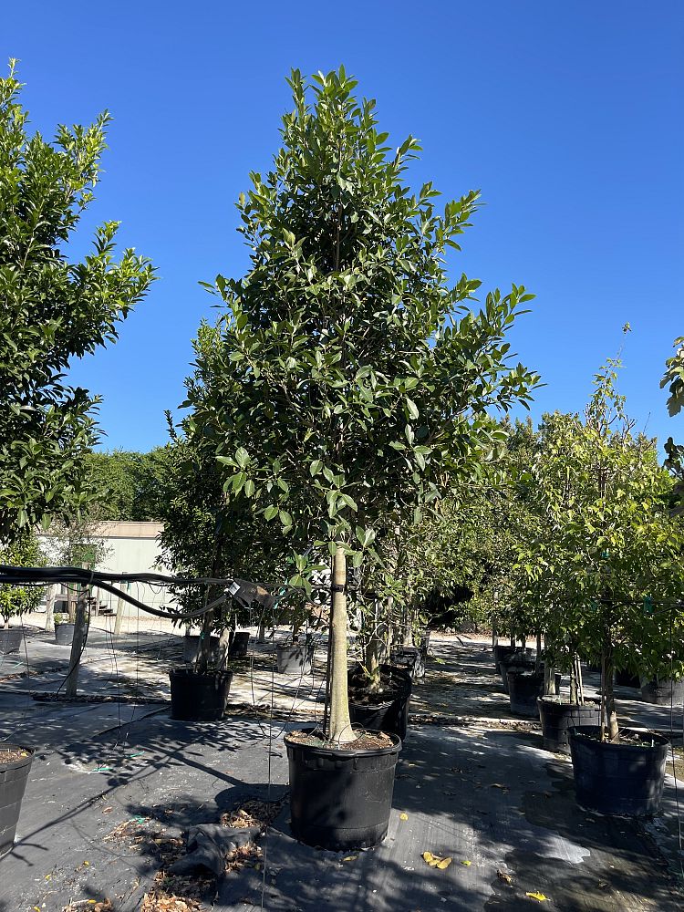 ficus-aurea-strangler-fig