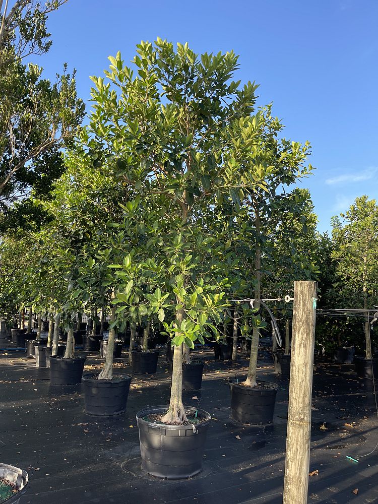 ficus-aurea-strangler-fig
