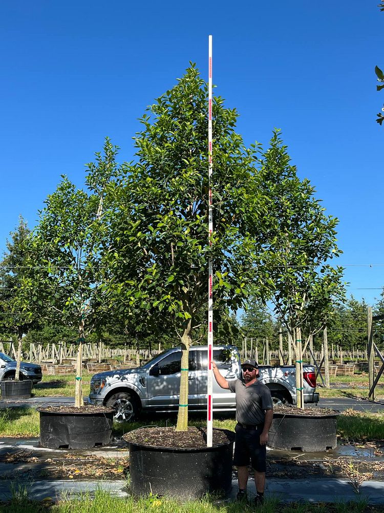 ficus-aurea-strangler-fig