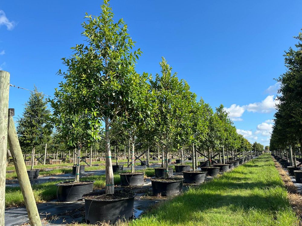 ficus-aurea-strangler-fig