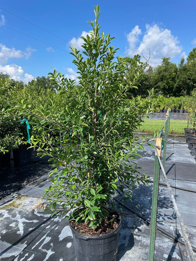ficus-aurea-strangler-fig