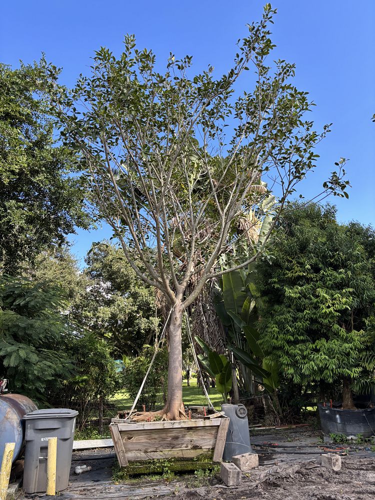 ficus-aurea-strangler-fig