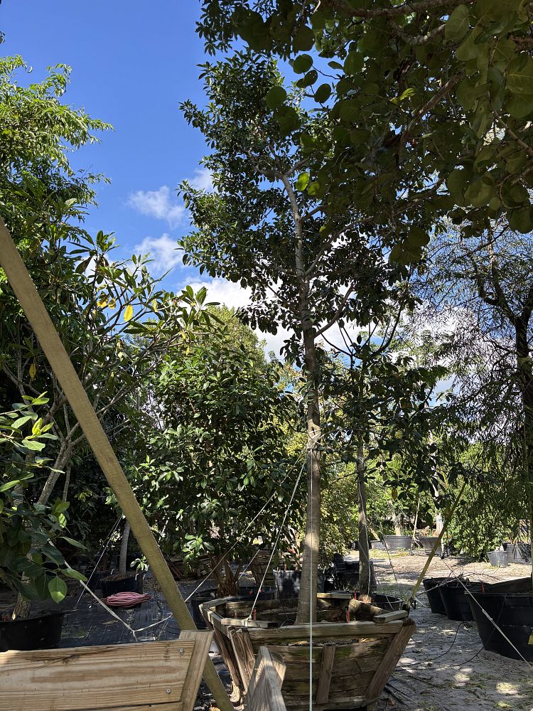 ficus-aurea-strangler-fig