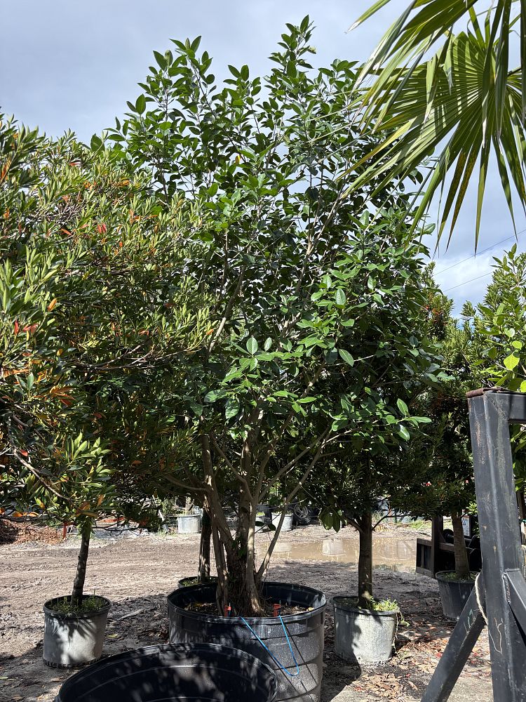 ficus-aurea-strangler-fig