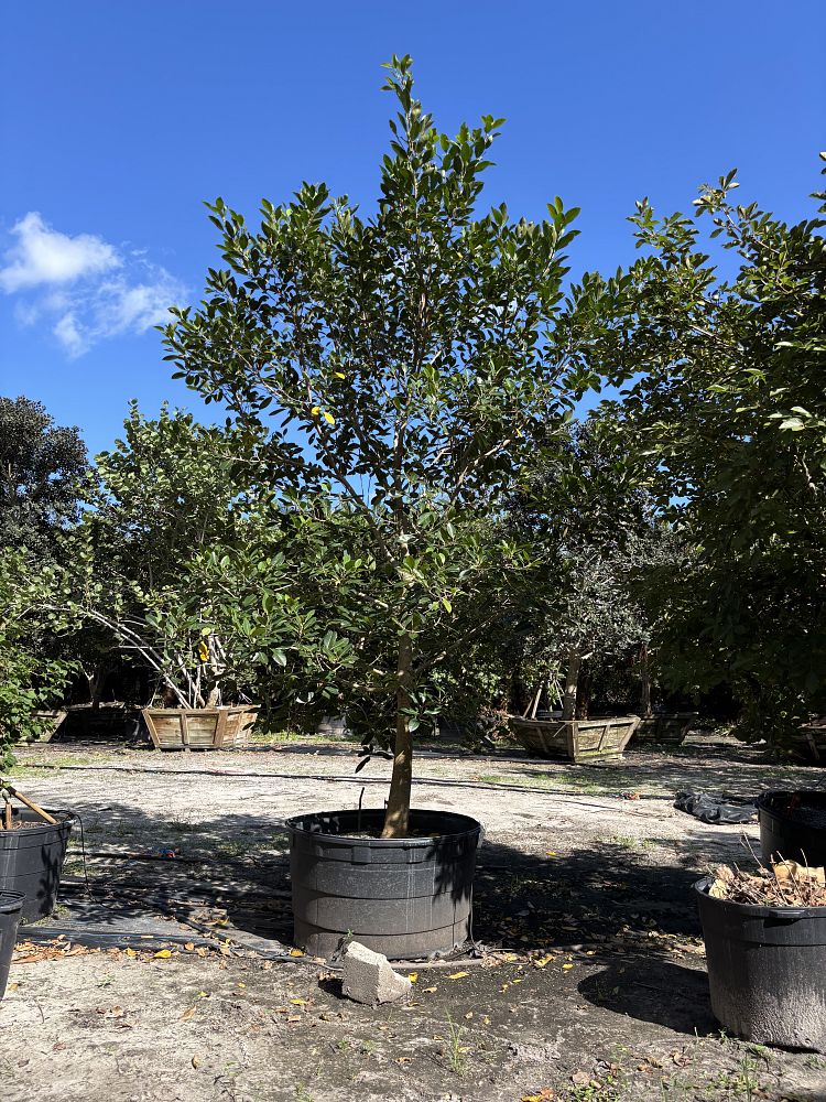 ficus-aurea-strangler-fig