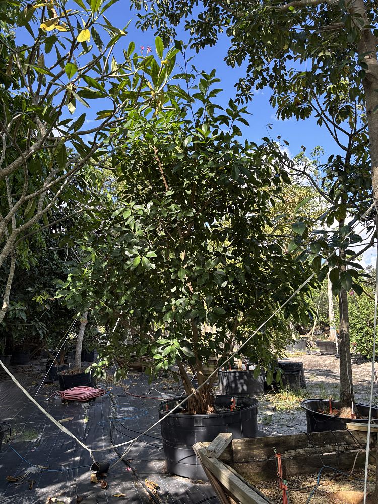 ficus-aurea-strangler-fig