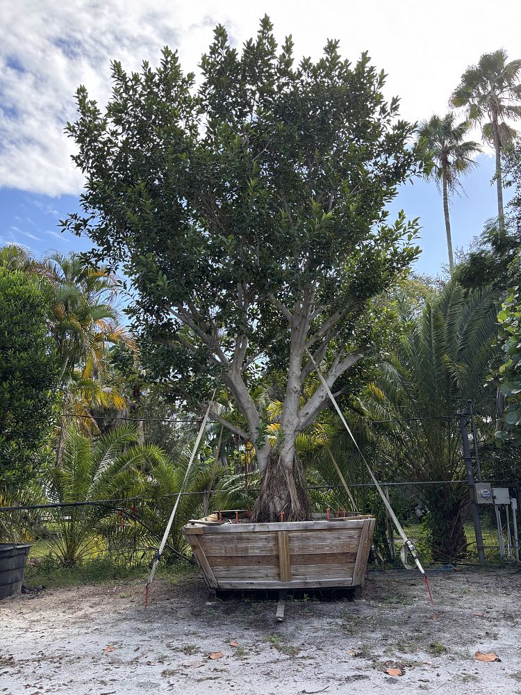 ficus-aurea-strangler-fig