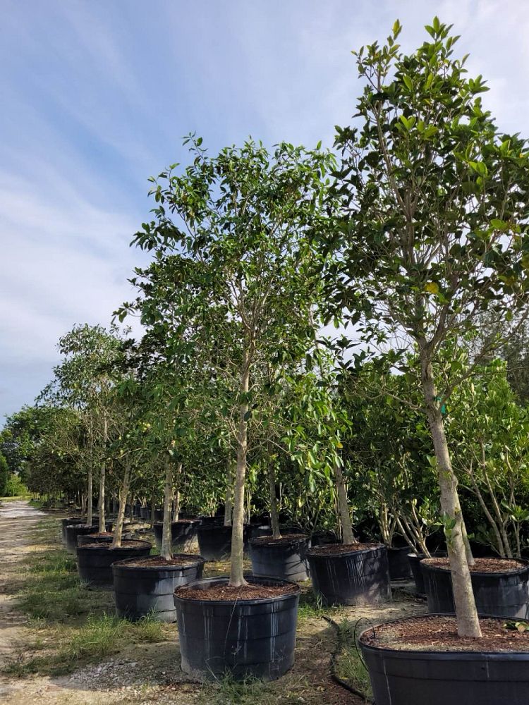 ficus-aurea-strangler-fig
