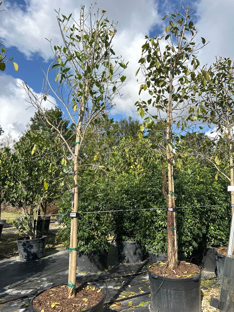 ficus-aurea-strangler-fig