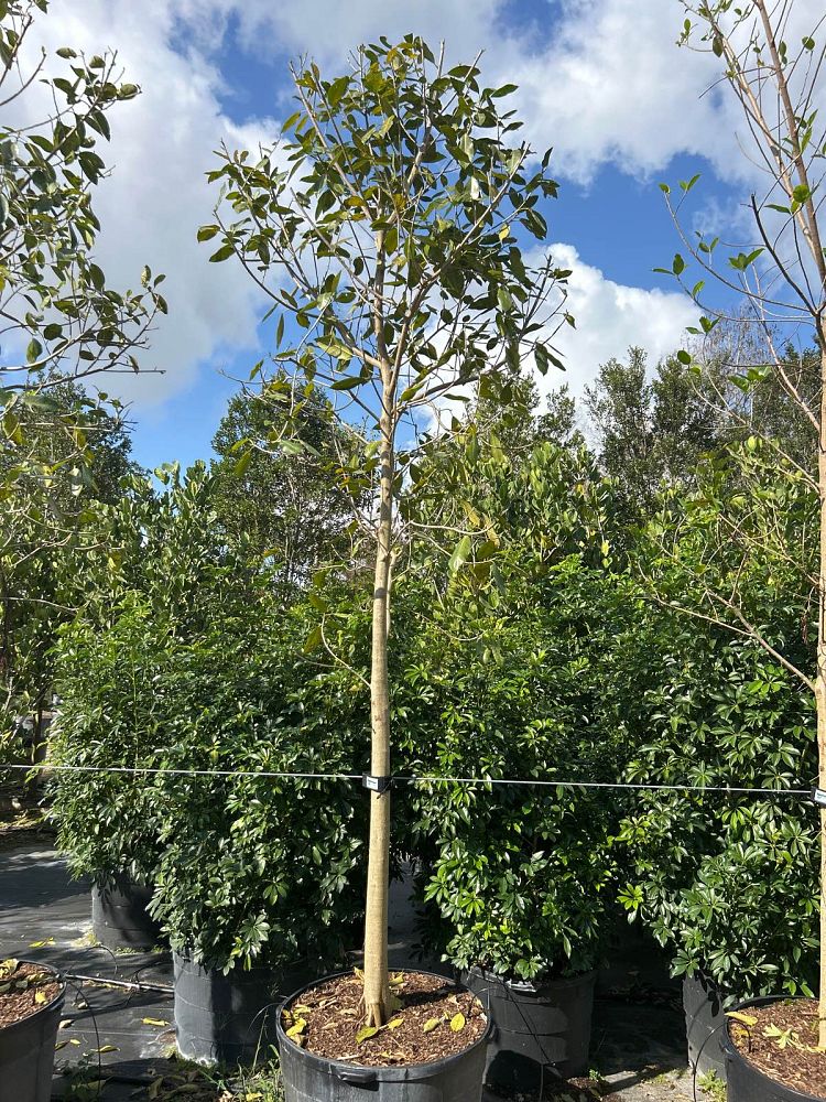 ficus-aurea-strangler-fig