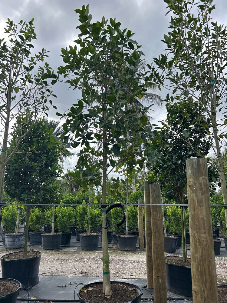 ficus-aurea-strangler-fig