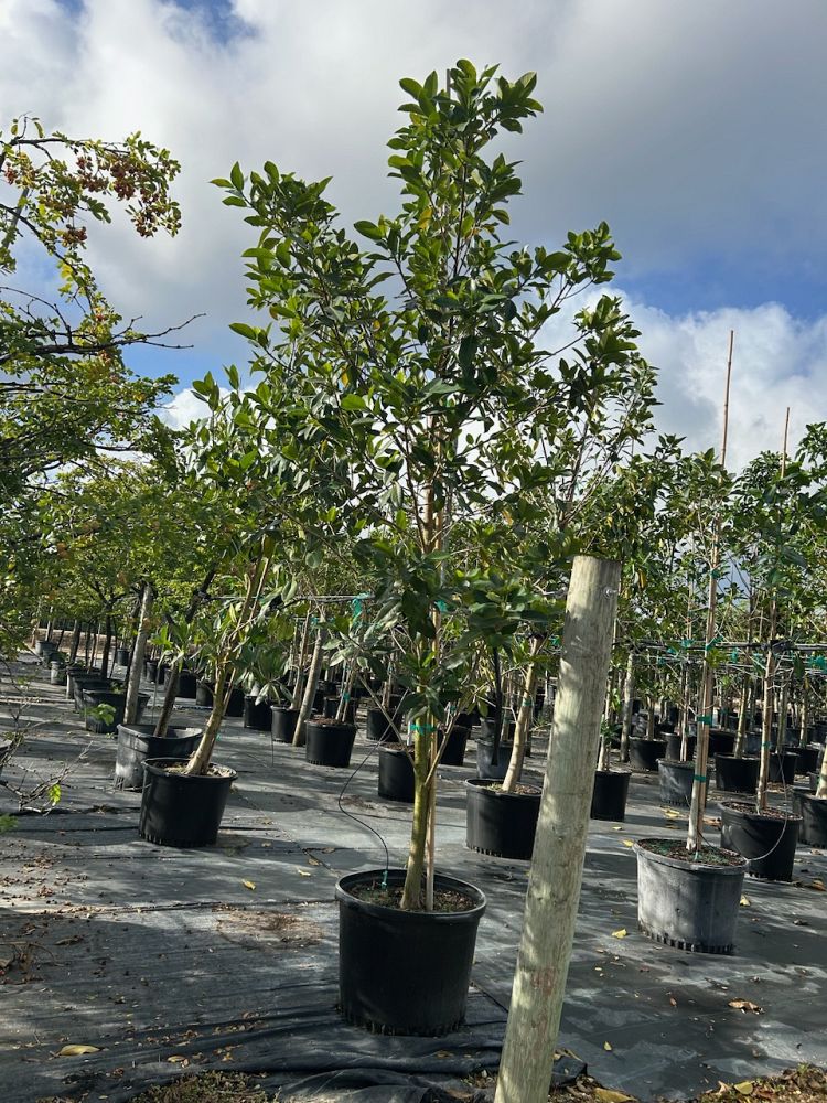 ficus-aurea-strangler-fig