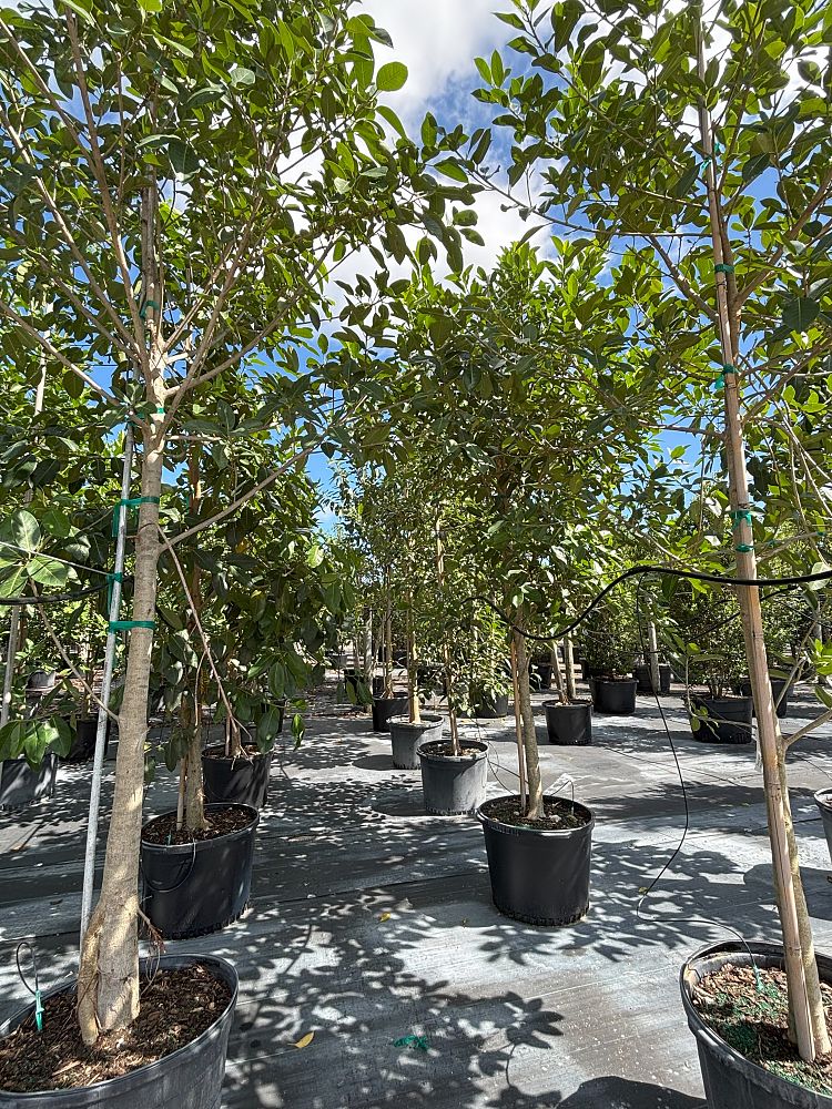 ficus-aurea-strangler-fig