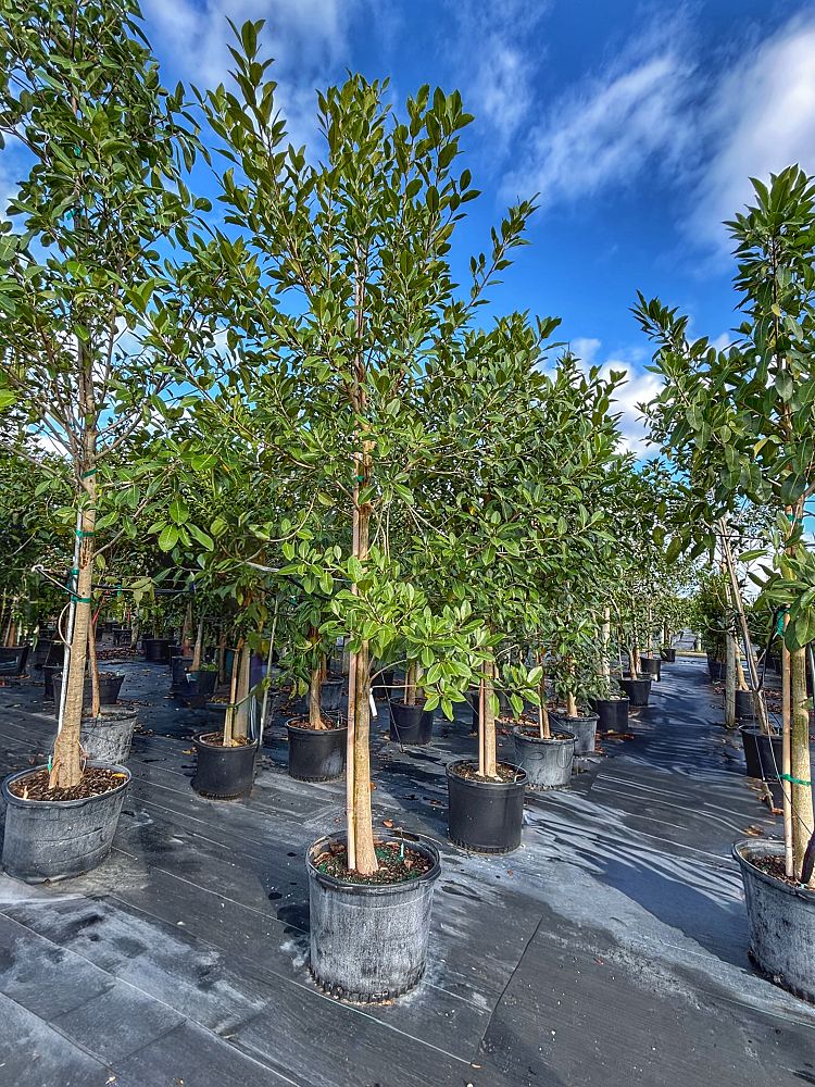 ficus-aurea-strangler-fig