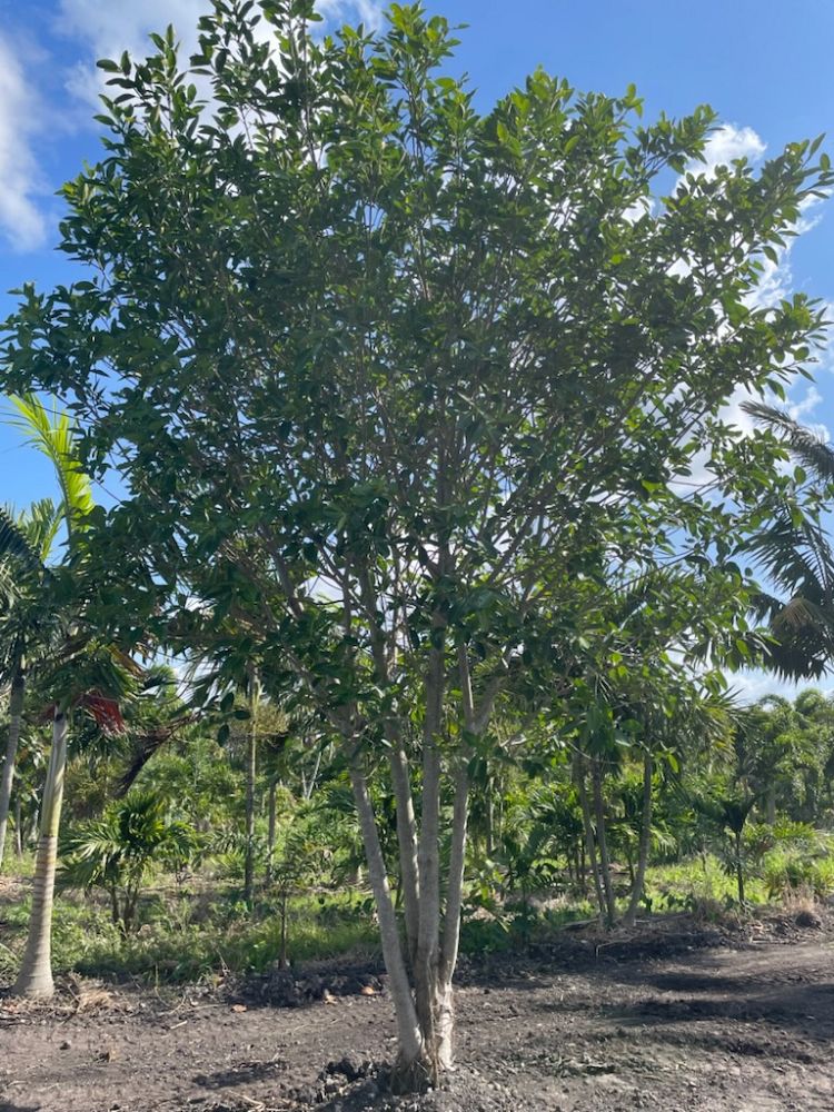 ficus-aurea-strangler-fig