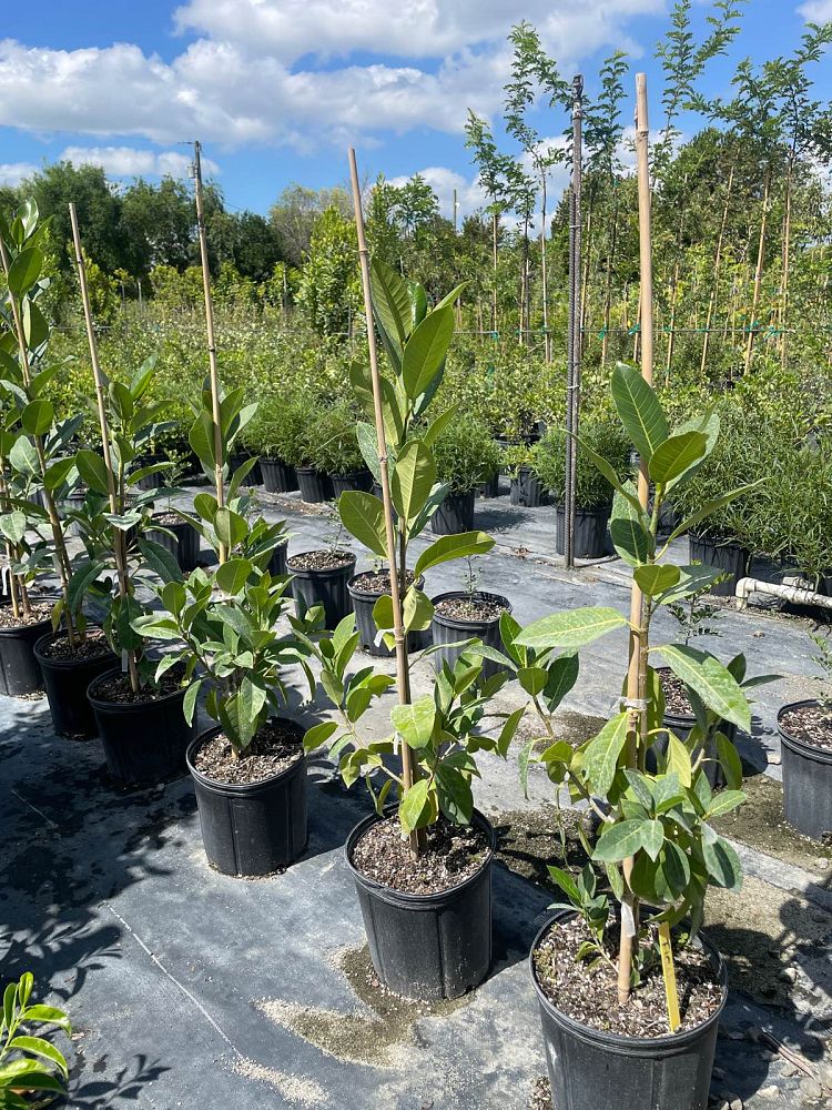 ficus-aurea-strangler-fig