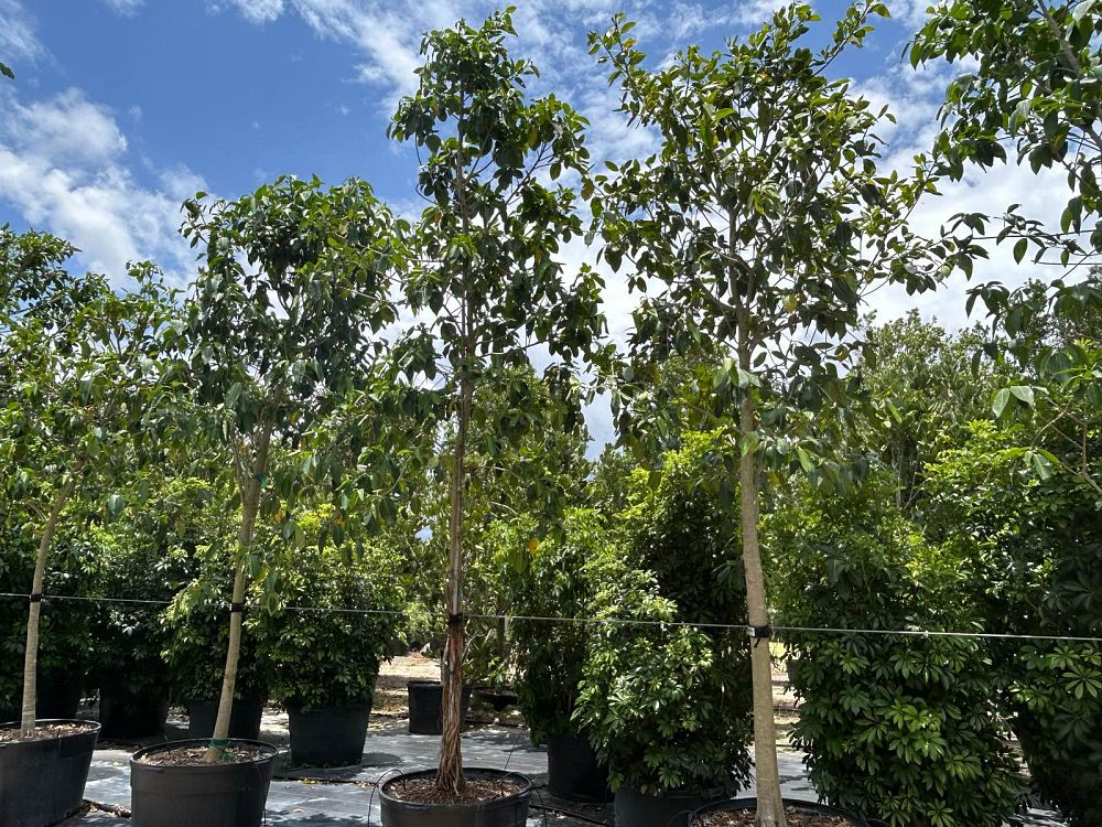 ficus-aurea-strangler-fig