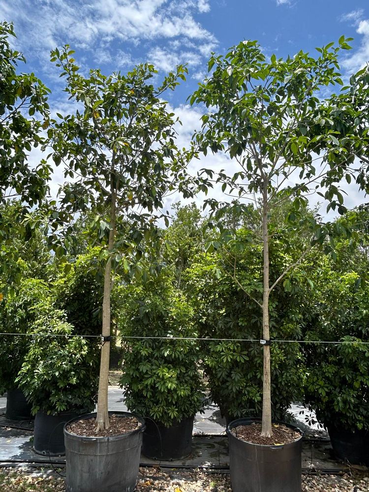 ficus-aurea-strangler-fig