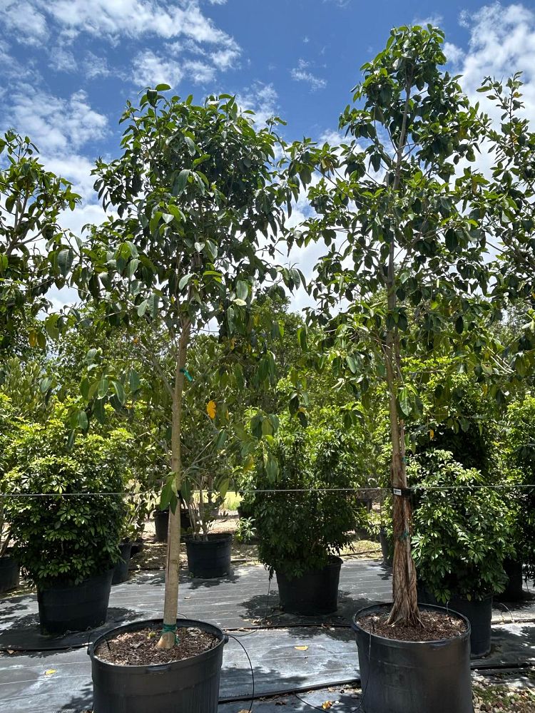 ficus-aurea-strangler-fig